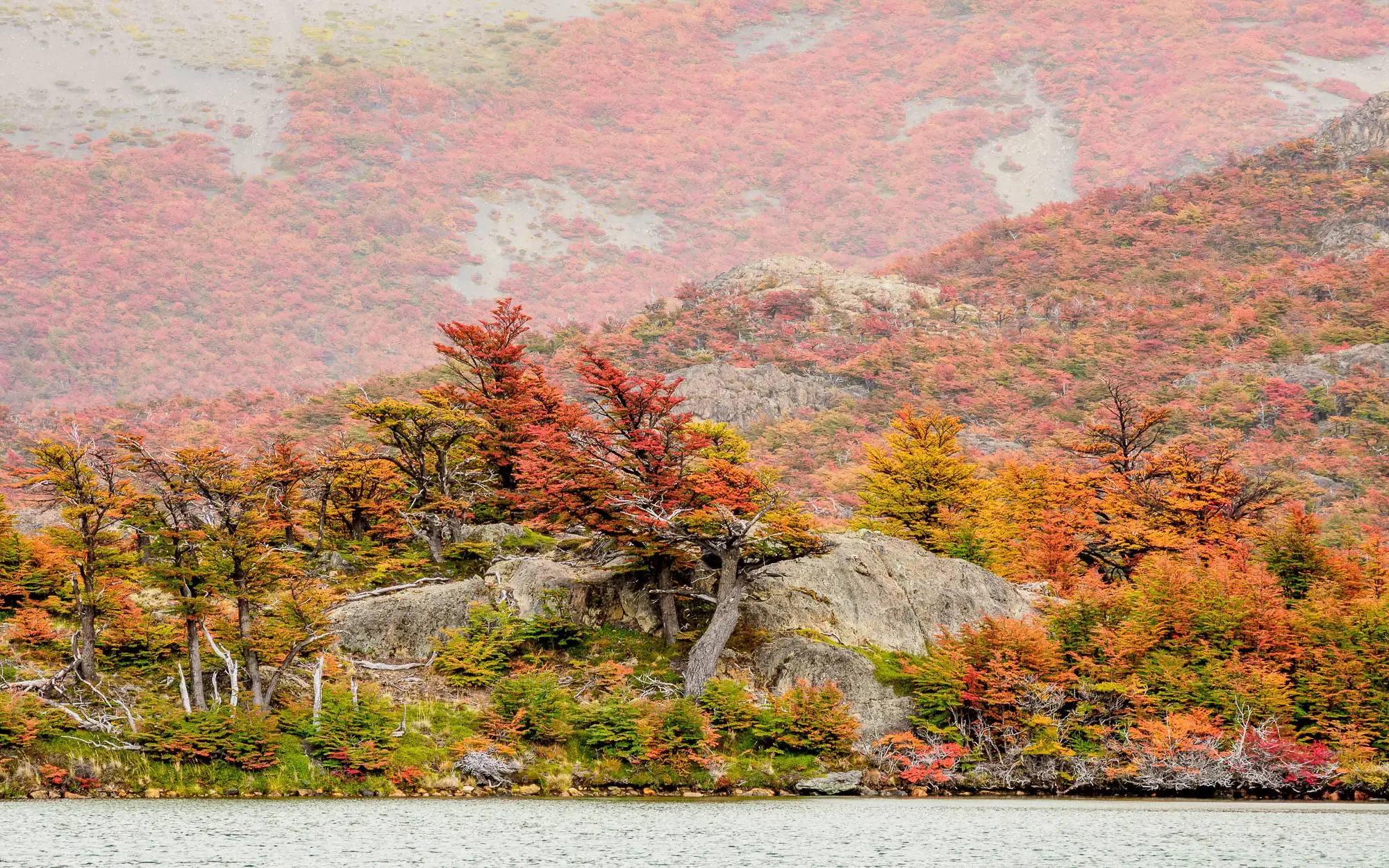 Imagen decorativa. Paisaje de un bosque patagónico en otoño.