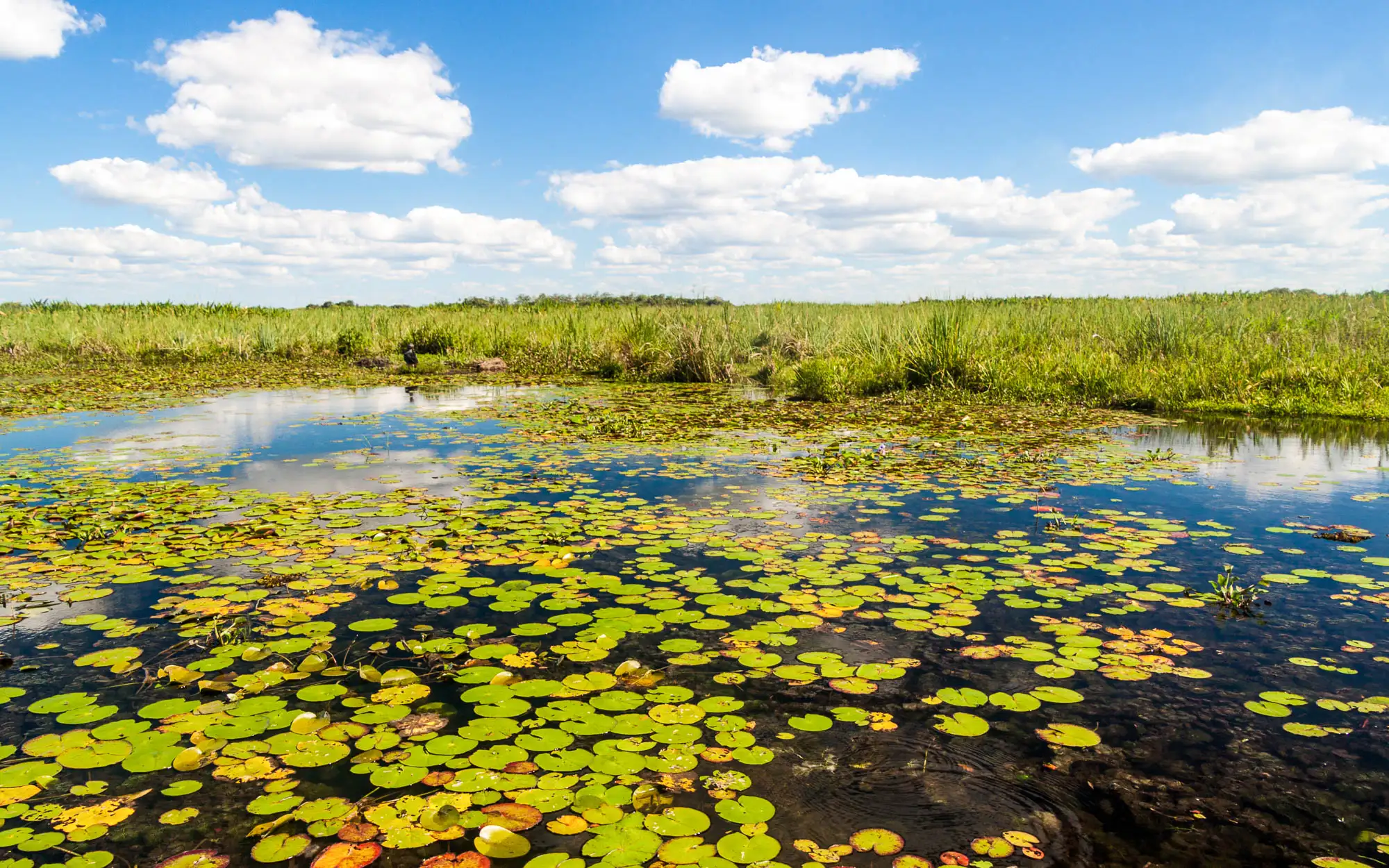 Imagen decorativa. Laguna en un humedal palustre, con plantas flotantes sobre la superficie.