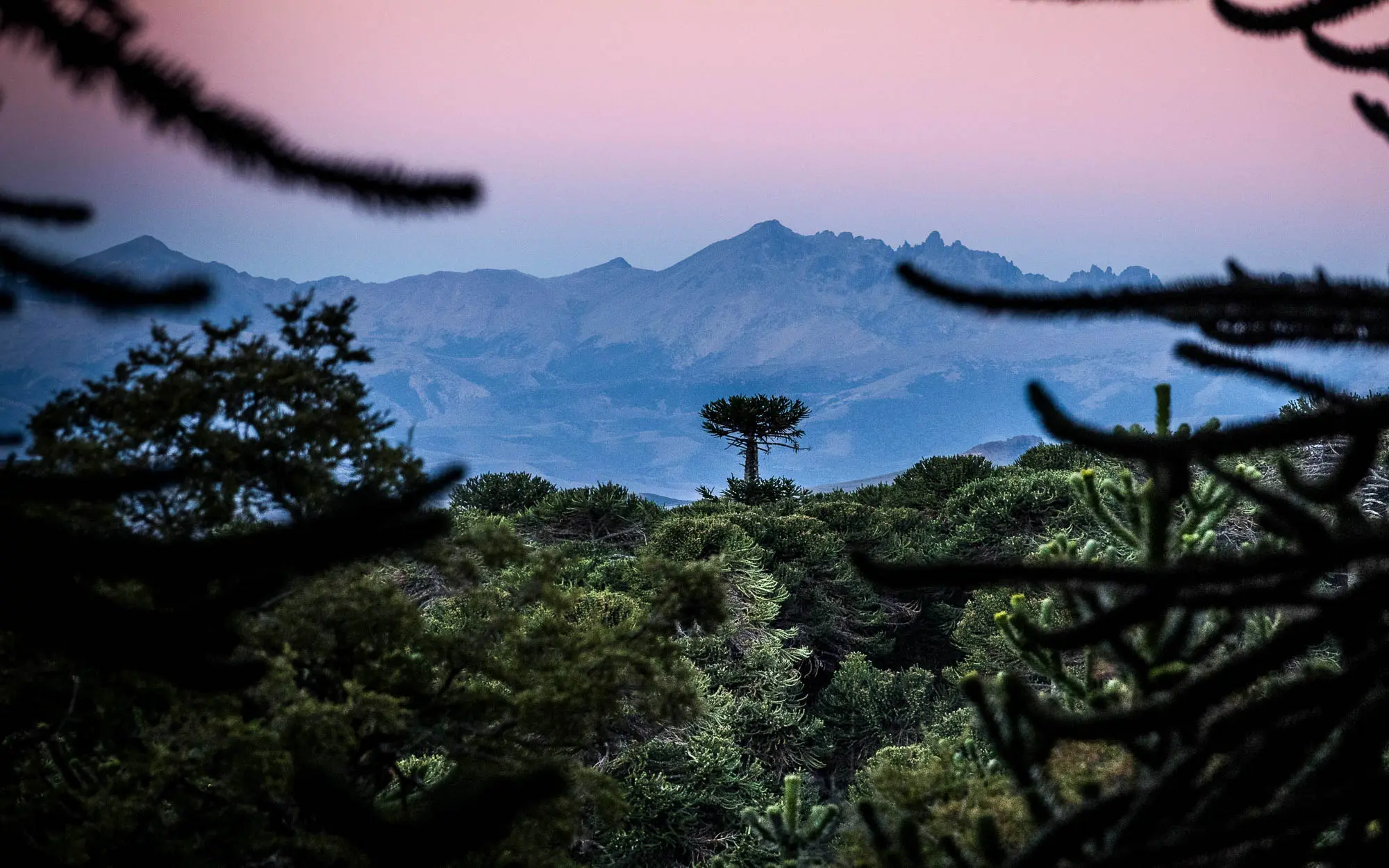 Imagen decorativa. Paisaje de un bosque patagónico.
