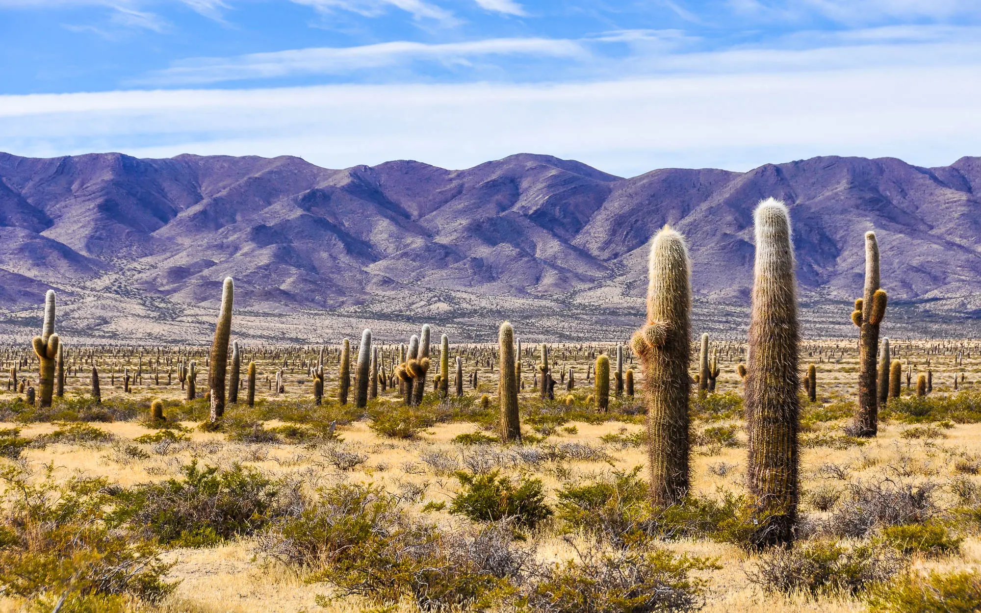 Imagen decorativa. Valle lleno de Cardones, con montañas de fondo.
